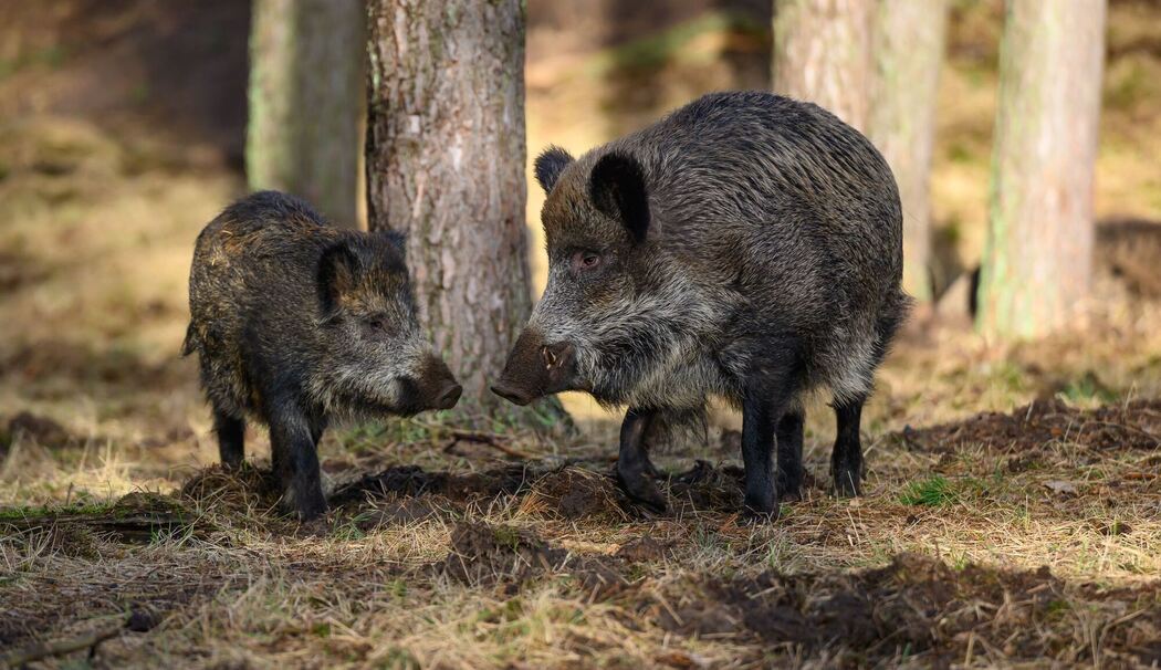 Wildschwein Wildschwein