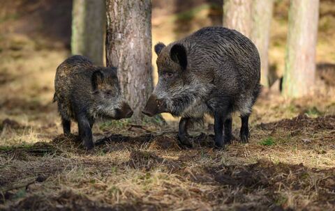 Wildschwein