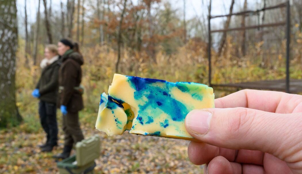 Köder statt Spritze - wie Wildschweine geimpft werden könnten Köder statt Spritze - wie Wildschweine geimpft werden könnten