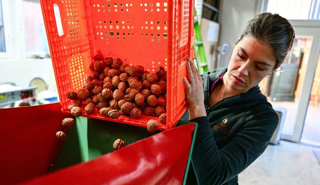 Walnussmeisterei Böllersen