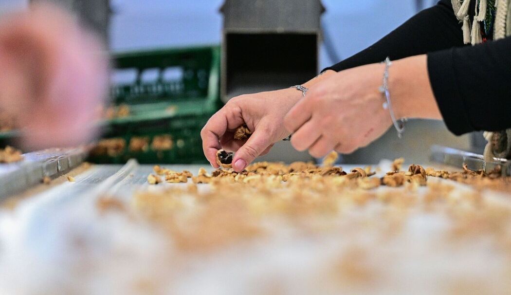 Walnussmeisterei Böllersen