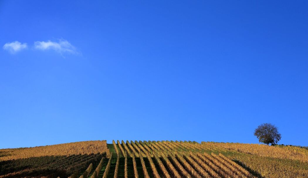 Herbstliche Weinberge Herbstliche Weinberge