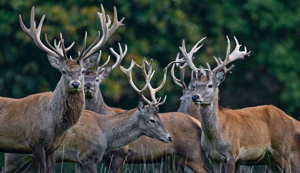 Rothirsche Rothirsche