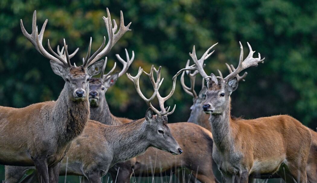 Rothirsche Rothirsche