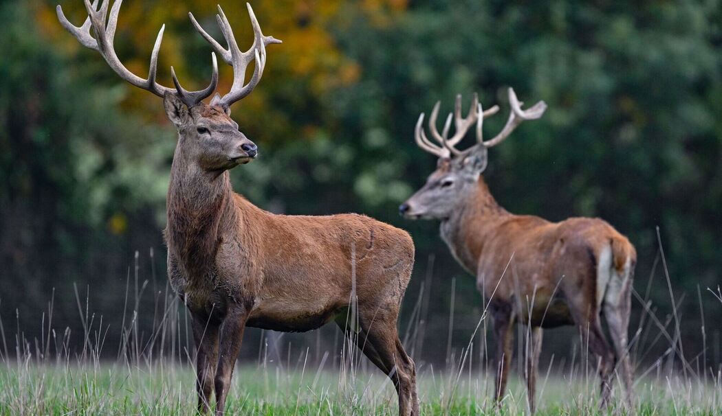 Hirschbrunft Hirschbrunft