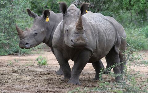 Nashorn-Hörner am Flughafen Singapur sichergestellt
