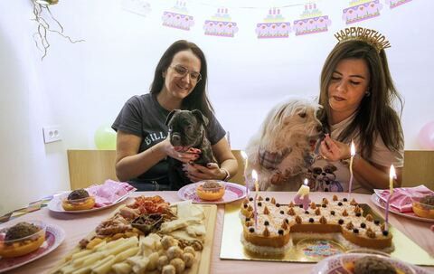 Hunde-Café in Beirut