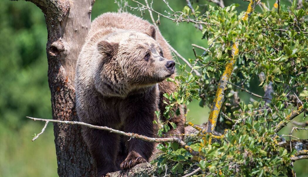 Braunbär im Wildpark Braunbär im Wildpark