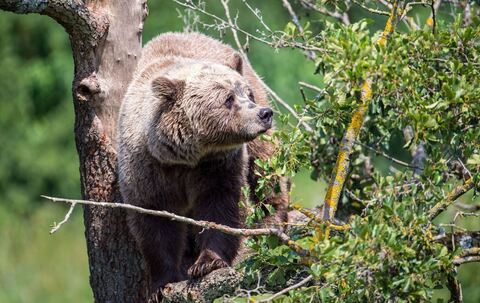 Braunbär im Wildpark