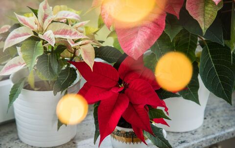 Verschiedene Weihnachtssterne stehen auf einer Fensterbank