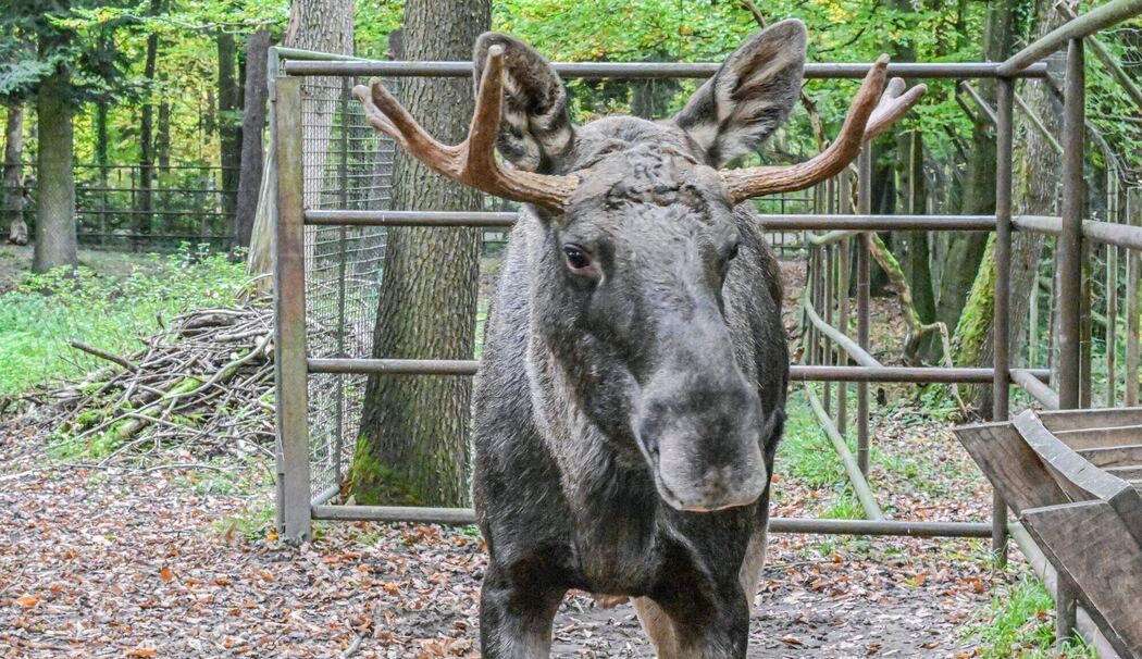 Schwarzwald-Elch Erwin eingefangen