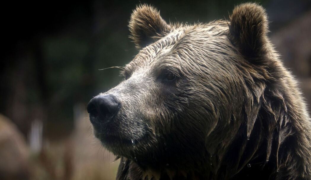 Grizzlybär-Bestände in den Rocky Mountains erholen sich
