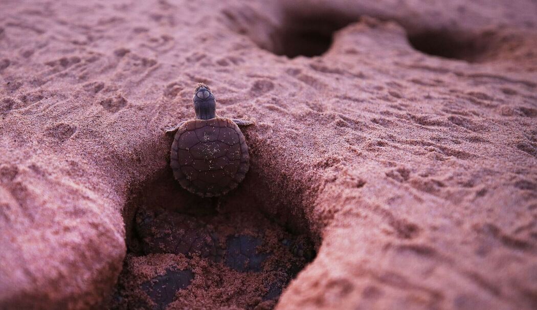Schildkröten in Brasilien