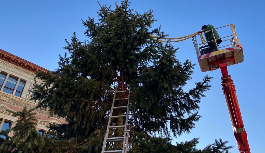 Weihnachtsbaum vor dem Abgeordnetenhaus aufgestellt