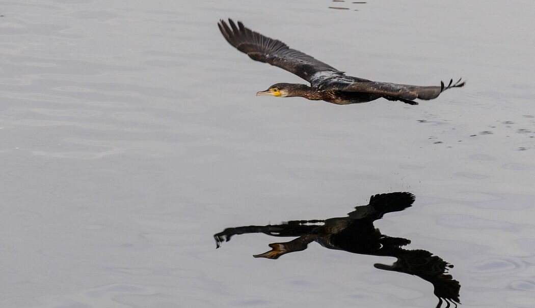 Kormorane am Bodensee