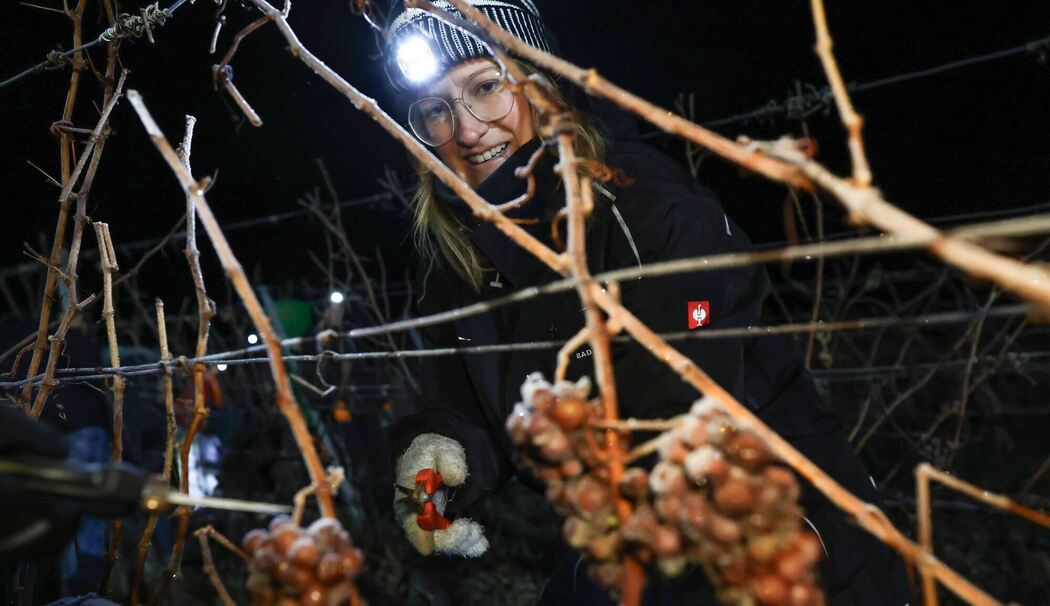 Eisweinlese in Franken Eisweinlese in Franken
