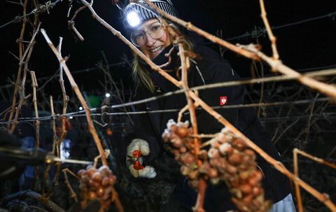 Eisweinlese in Franken
