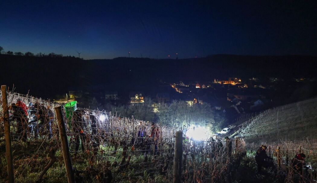 Eisweinlese in Franken Eisweinlese in Franken