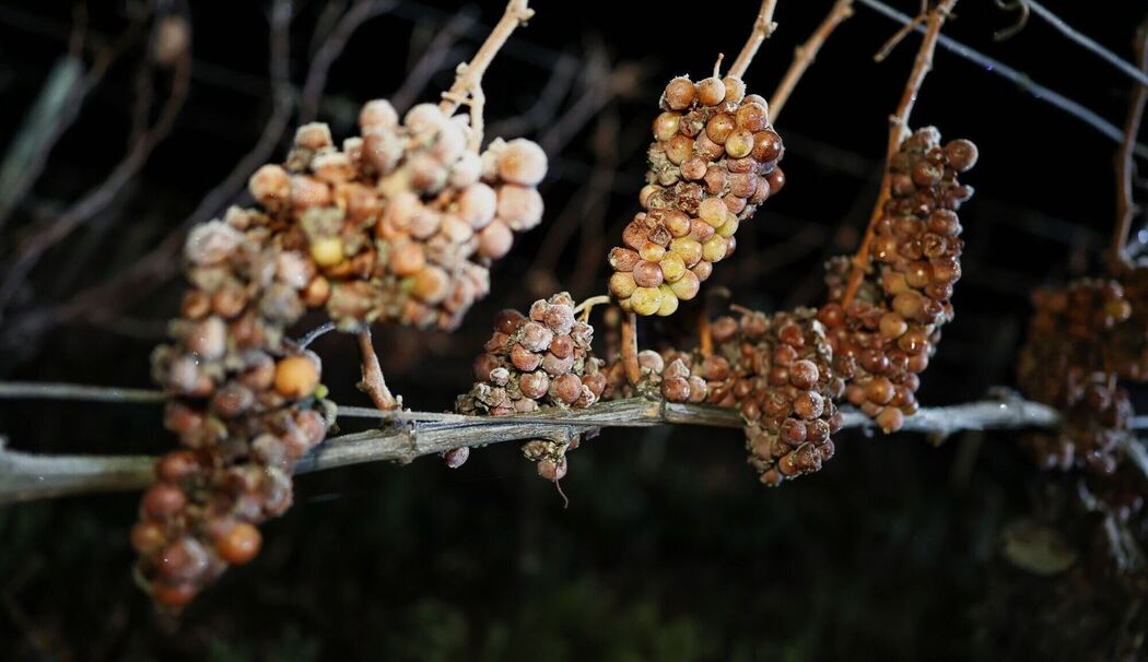 Eisweinlese in Franken Eisweinlese in Franken