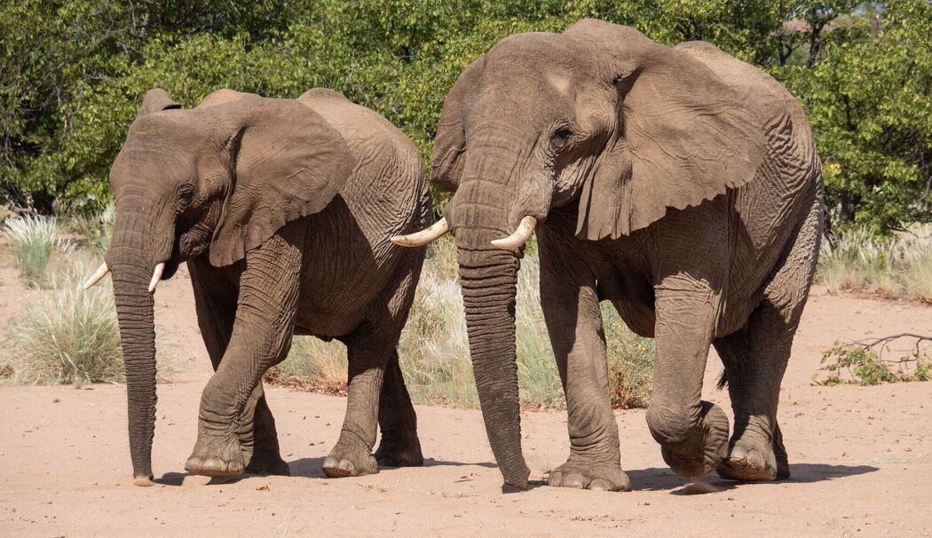 Elefanten in Namibia