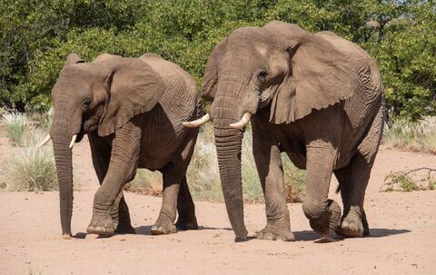 Elefanten in Namibia