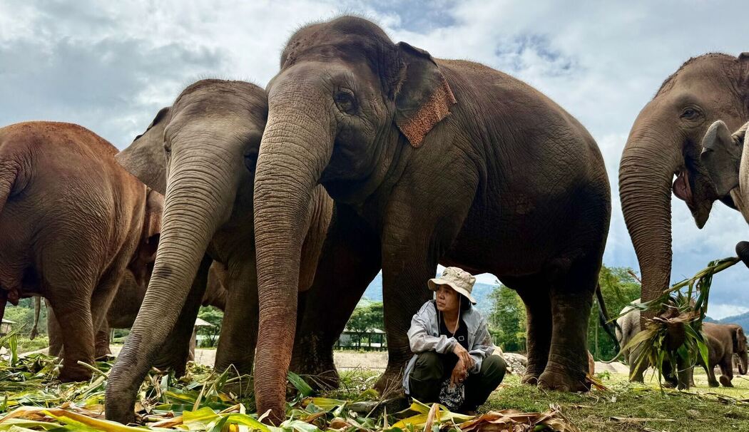 «Elefantenflüsterin» Saengduean «Lek» Chailert
