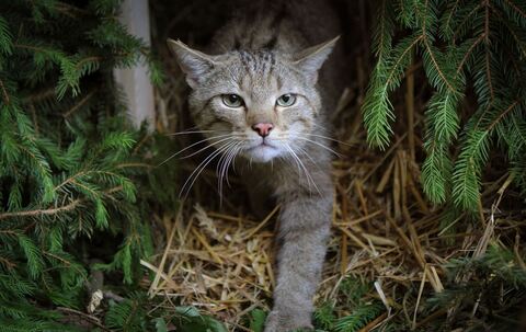 Wildkatze