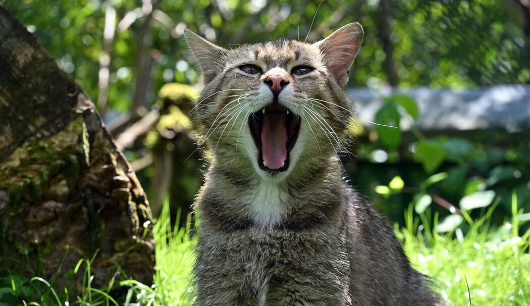 Wildkatzendorf Hütscheroda