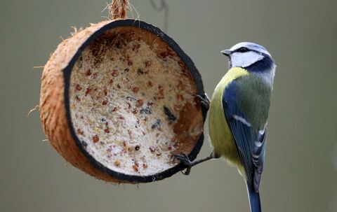 Meisen an einer mit Vogelfutter gefüllten Kokosnuss