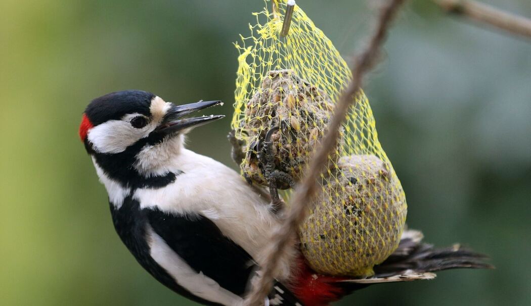 Buntspecht futtert am Meisenknödel