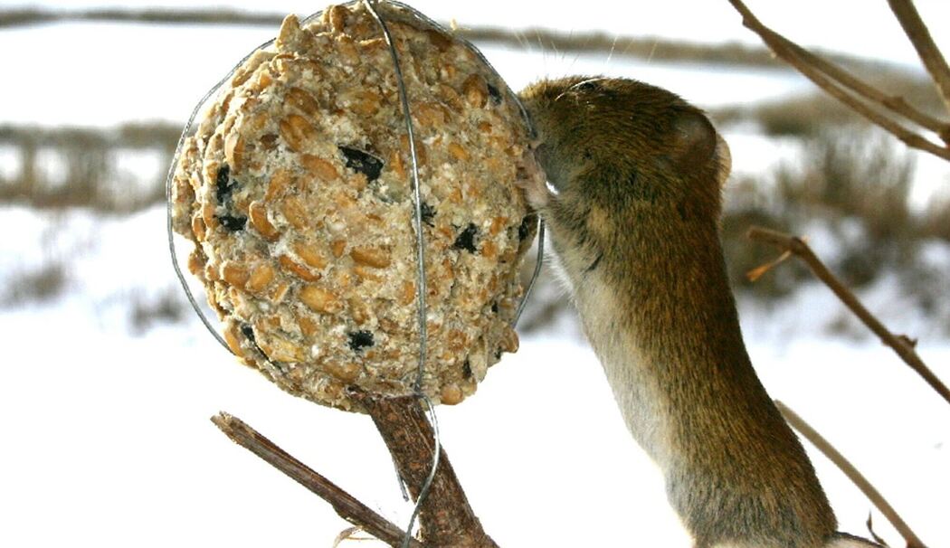Feldmaus am Meisenknödel