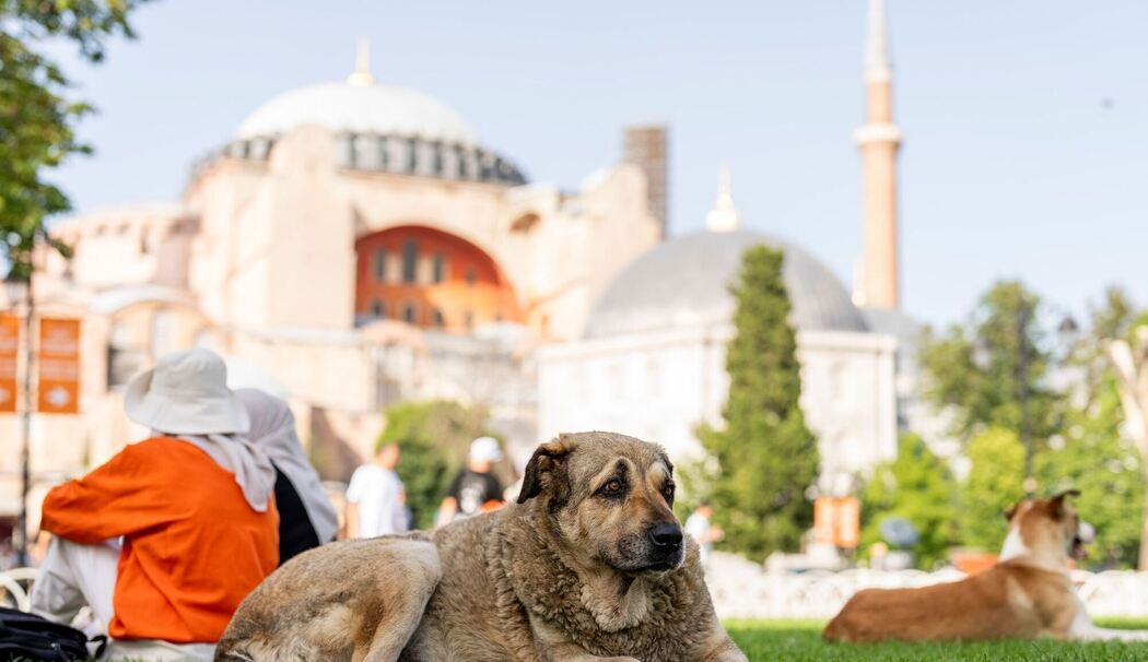 Streunende Hunde in der Türkei