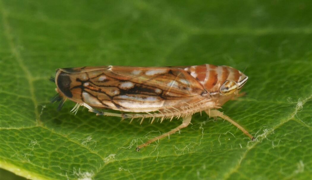 Rebkrankheit - Amerikanische Rebzikade