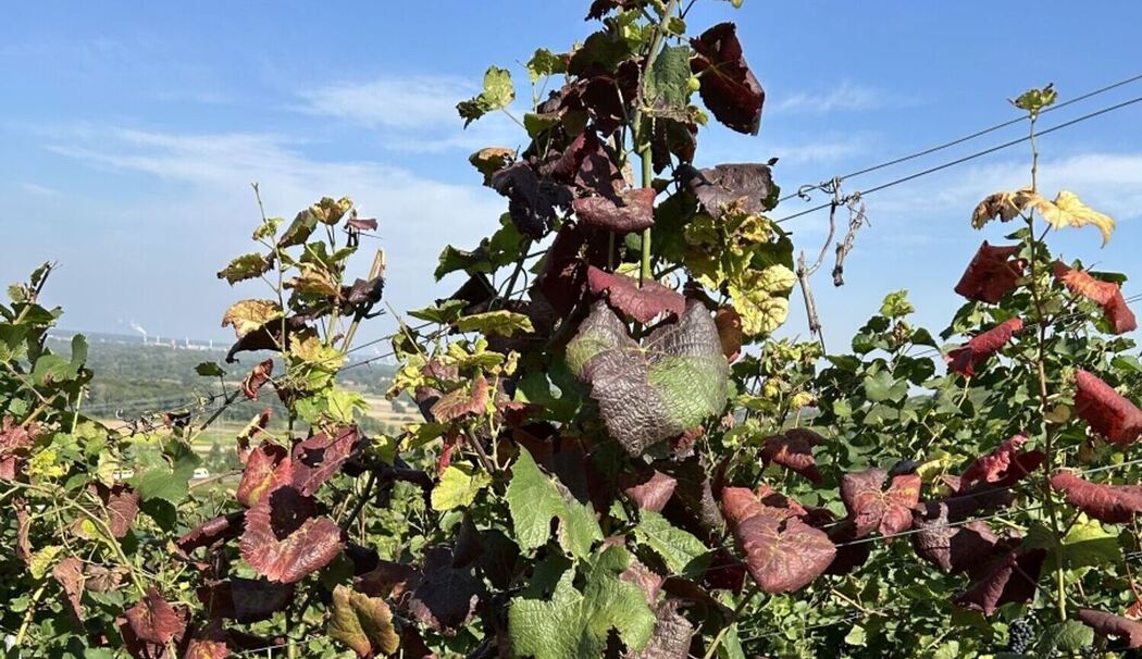 Rebkrankheit - Erkrankte Weinreben