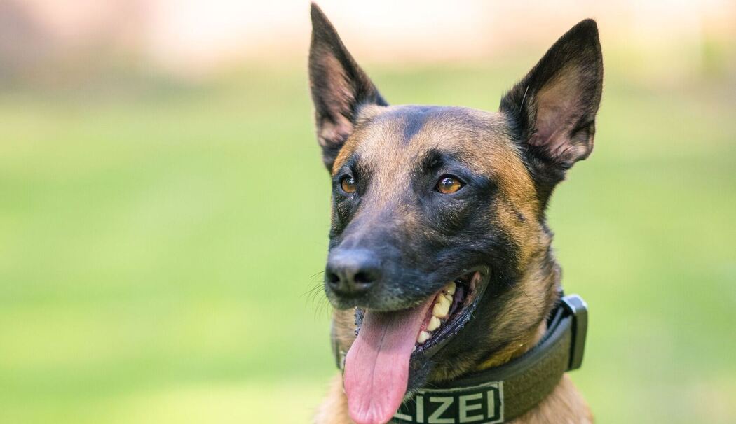 Polizeihunde