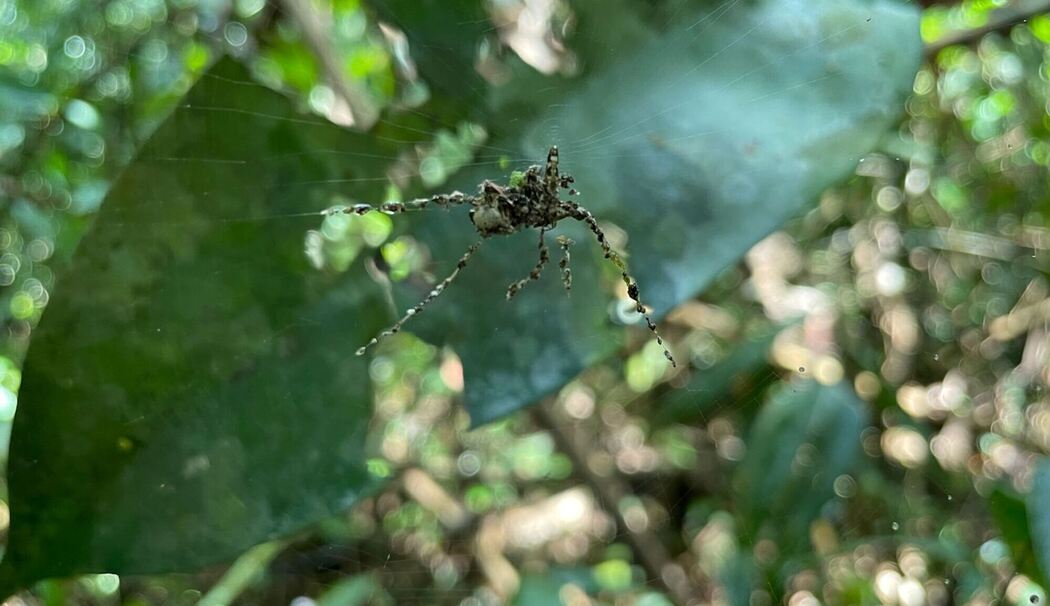 Feinde mit riesigem Doppelgänger ablenken