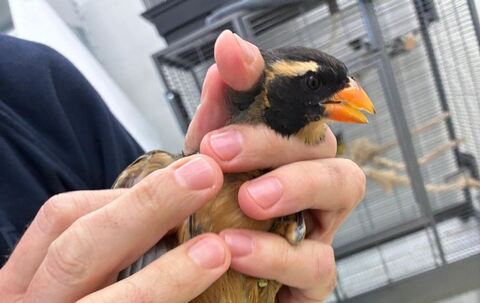 Singvögel am Flughafen München entdeckt