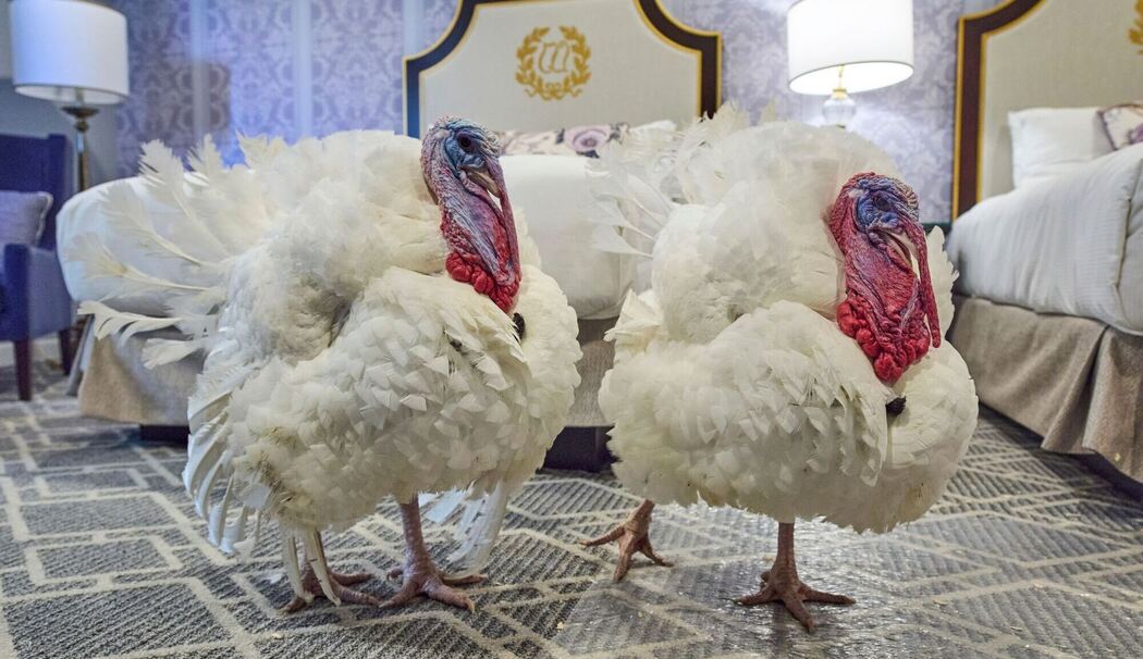Vom US-Präsidenten begnadigte Truthähne Waddle und Gobble