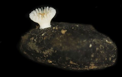 Neue Tiefseekoralle lebt nur auf Manganknollen