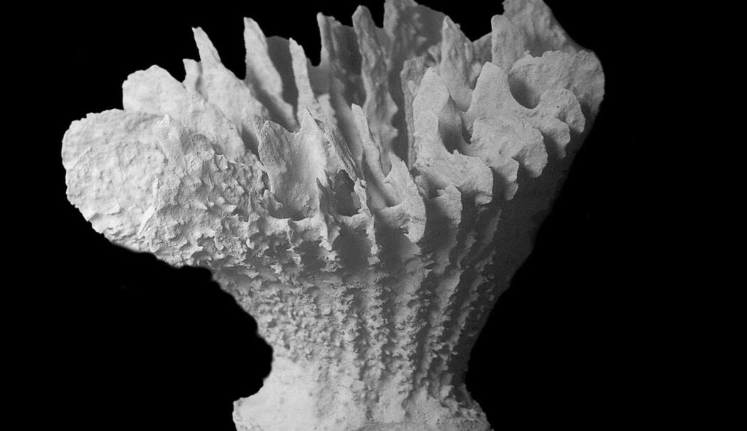 Neue Tiefseekoralle lebt nur auf Manganknollen