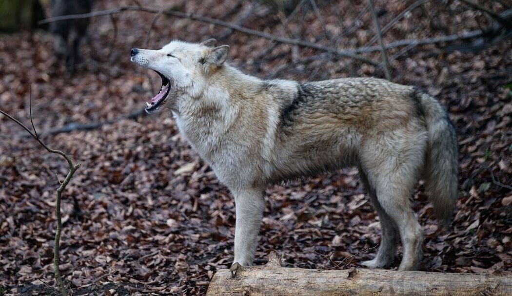 KINA - Wolf im Hundepelz