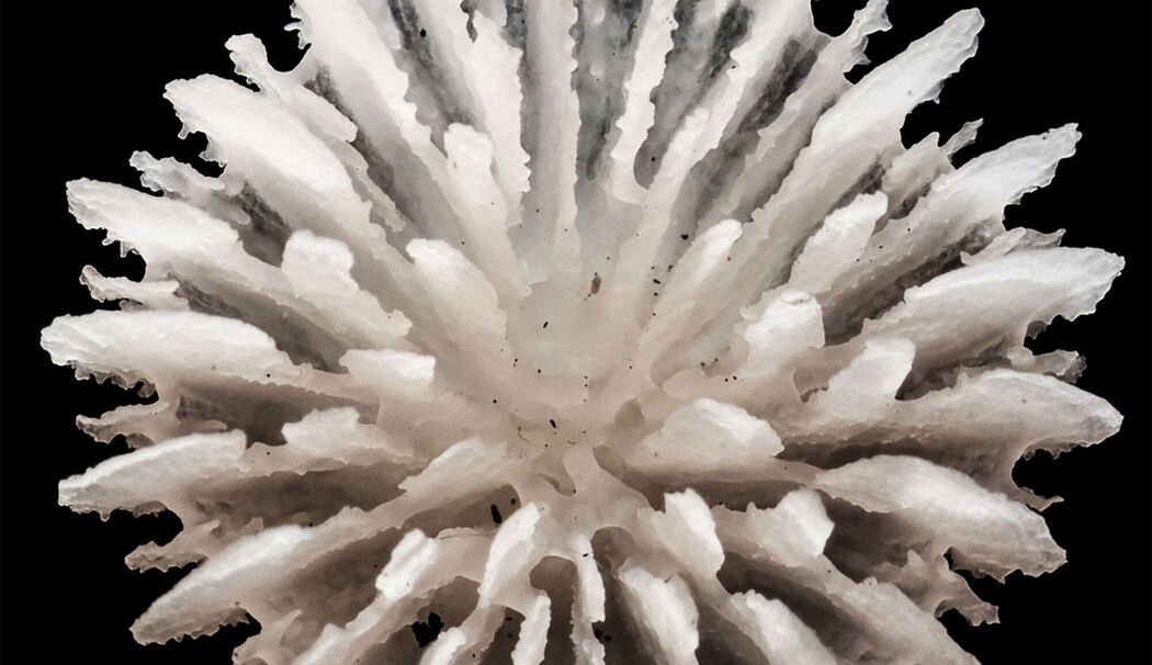 Neue Tiefseekoralle lebt nur auf Manganknollen Neue Tiefseekoralle lebt nur auf Manganknollen