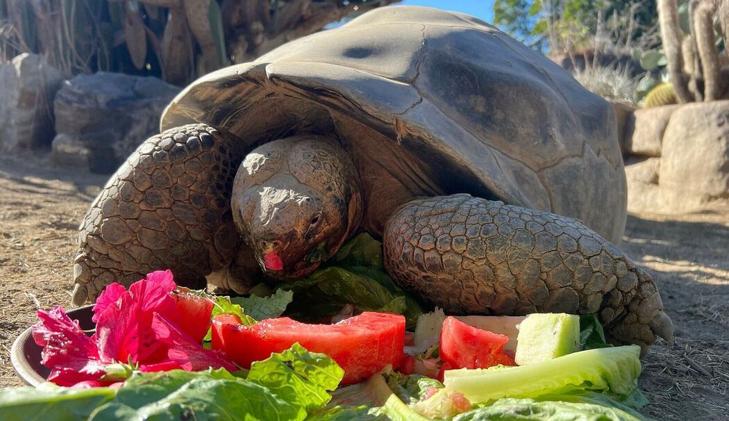 Galapagos-Schildkröte im Zoo von San Diego