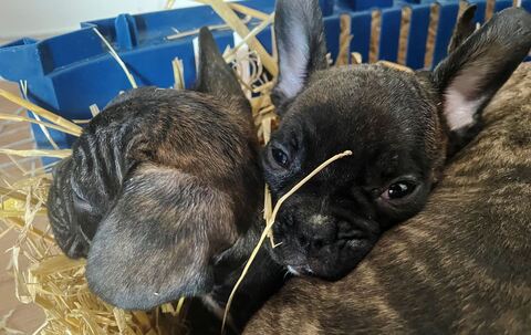 Illegaler Welpenhandel