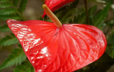 Warum Naturfarben so selten Hochglanz haben