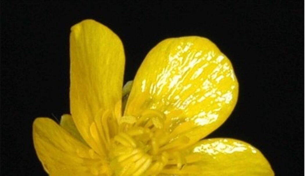 Warum Naturfarben so selten Hochglanz haben