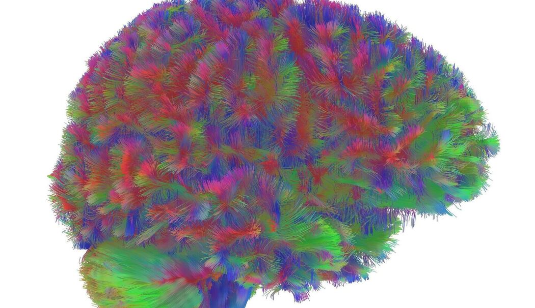 Kindheit bis Alter – Gehirnstruktur durchläuft fünf Phasen