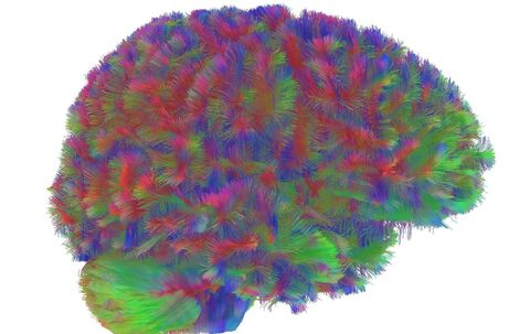 Kindheit bis Alter – Gehirnstruktur durchläuft fünf Phasen