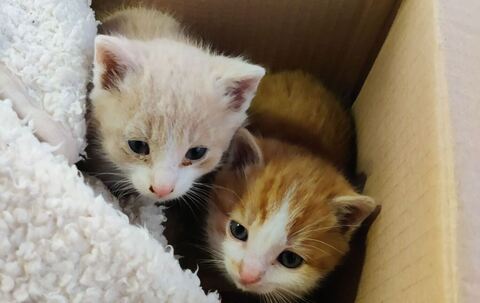 Paar rettet Kätzchen aus der Kälte