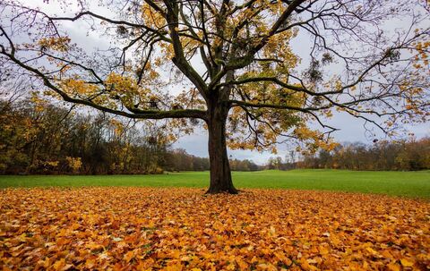 Herbst in Köln